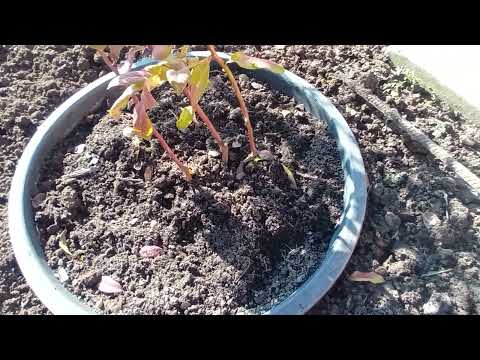 Видео: ЛОХИНА ДЛЯ ПРИВАТНИХ БУДИНКІВ