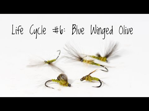 Видео: Жизненный цикл №6: Олива с голубыми крыльями / Baetis — руководство по вязанию мушек