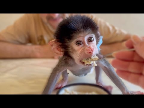 Видео: Степа хочет выйти из вольера и Люся все бросает и МЧИТСЯ ЕМУ НА ПОМОЩЬ!