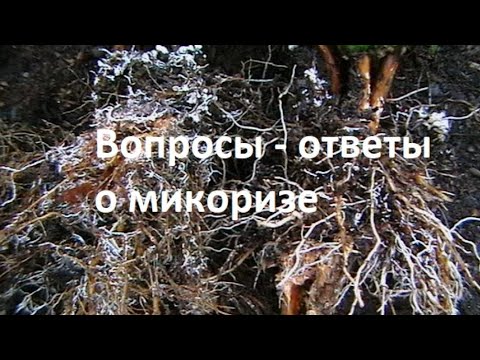 Видео: Вопросы - ответы по микоризе.