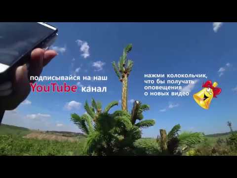 Видео: Как подстричь ель. Стрижка ели  2018, часть 01