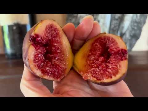 Видео: Ficus Carica. Figs. Инжир во Франции на 28.08.25 Сорта GRdR, Cul Noir, Hector All Seasons, Osborn Pr
