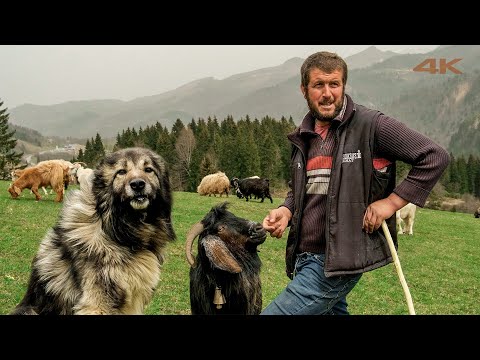 Видео: Любовь пастуха Якупа к овцам и козам (Ярость Пес Карабаш) | Документальный фильм ▫️4K▫️
