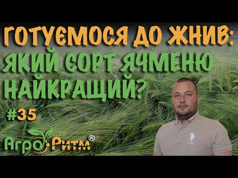 Видео: ЯКИЙ СОРТ ЯЧМЕНЮ НАЙКРАЩИЙ?ГОТУЄМОСЯ ДО ЖНИВ.