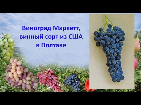 Видео: @Виноград 2018. Виноград Маркетт, винный сорт из США в Полтаве