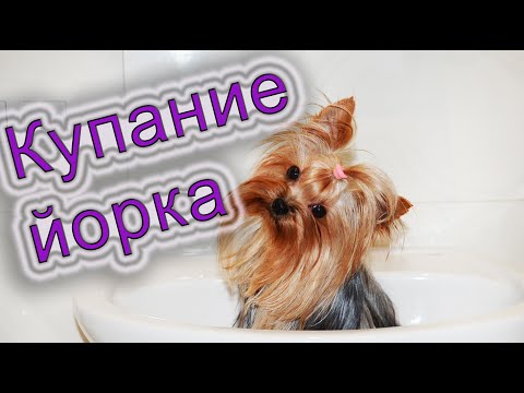 Видео: Как купать йорка, купание собак. Как мыть щенка. Советы и рекомендации.