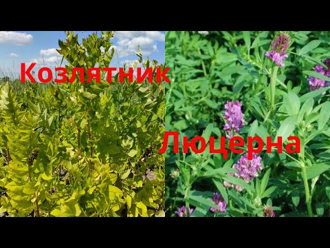Видео: Люцерна Козлятник восточный Что выращивать на сено Сельская жизнь Выращивание люцерны люцерна насено