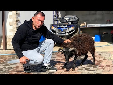 Видео: МЯСО ТУШЕНОЕ в ЗЕМЛЕ. БАРАН ЗАПЕЧЕННЫЙ в ЯМЕ. ENG SUB.