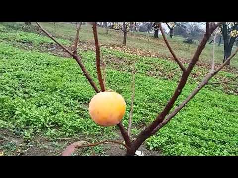 Видео: Перший сигнальний. Симпатюля.