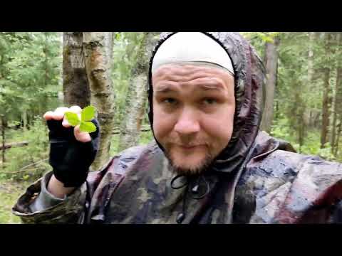 Видео: ПЛЧ#20 - 10 РАСТЕНИЙ для вкуснейшего лесного чая