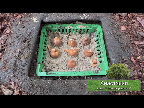 Видео: Посадка тюльпанов. Сажаем луковицы в корзинку.