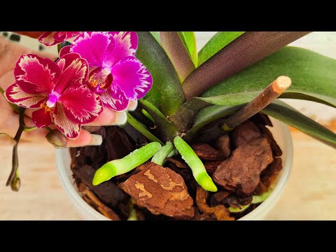 Видео: ТОЛЬКО Обработаешь ТАК и Мгновенно ПРОРВУТСЯ ЖИРНЫЕ КОРНИ и ВЫСТРЕЛЯТ ЦВЕТОНОСЫ ❗