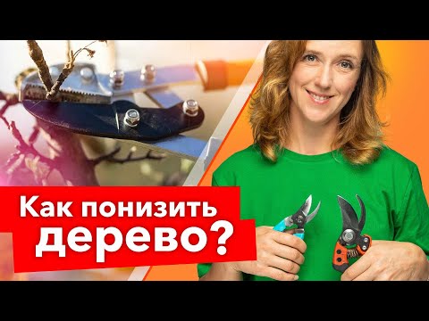 Видео: КРОНУ СНИЖАЕМ - УРОЖАЙНОСТЬ ПОВЫШАЕМ! Как уменьшить высоту дерева правильно и вовремя?