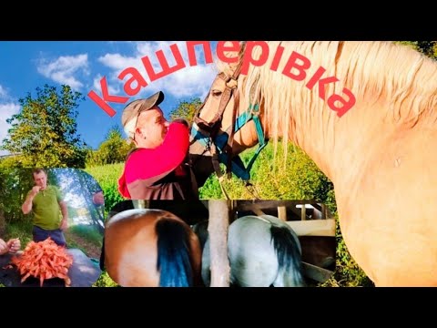 Видео: 🥁Коні ВАГОВОЗИ Євгена Порхуна♥️🤝