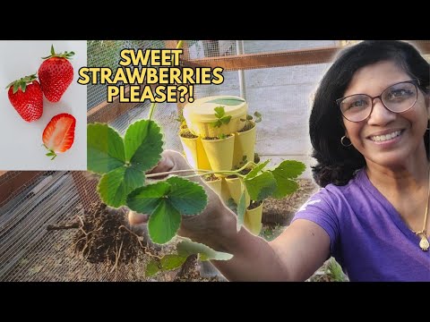 Видео: Моё преображение клубники GreenStalk: исправление всех ошибок, которые я сделала в прошлом году