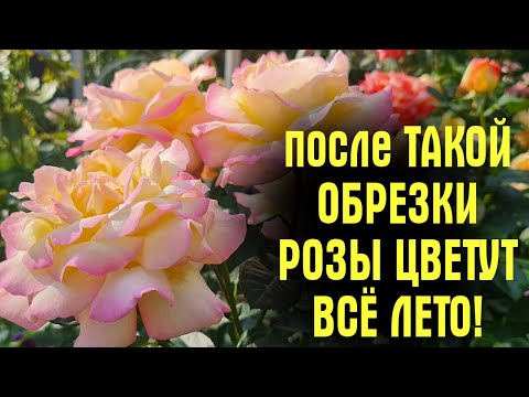 Видео: ОТЦВЕЛИ РОЗЫ? НЕ совершайте ОШИБОК! Обрежьте ИХ ПРАВИЛЬНО! Цветов БУДЕТ ЕЩЁ БОЛЬШЕ!