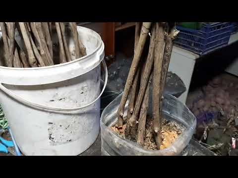 Видео: Гарантированное, не сложное  хранение саженцев винограда