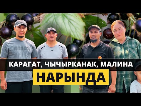 Видео: Нарын эли КАРАГАТ, МАЛИНА, ЧЫЧЫРКАНАК өстүрүп баштады!