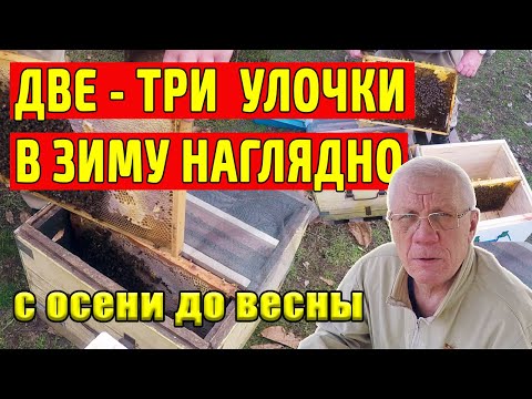 Видео: Зимовка отводков на трёх рамках Отводки в зиму Просто и наглядно