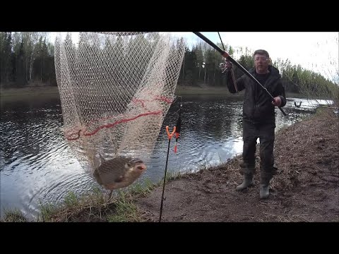 Видео: Ловим СЫРТЬ . ВИМБА  РЫБЕЦ  в проводку на поплавок  . Монстры рвут поводки. Злые поклёвки .