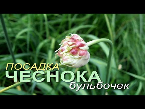 Видео: Посадка БУЛЬБОЧЕК ЧЕСНОКА осенью! Советы от ЗЕЛЕНОГО ОГОРОДА!