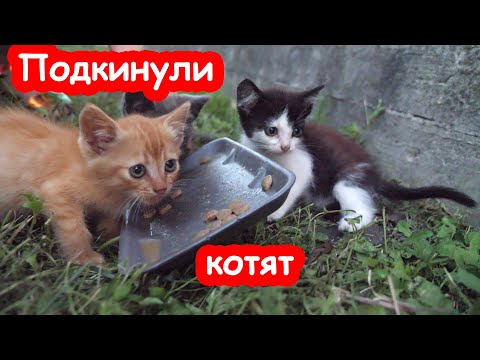 Видео: VLOG Подкинули котят