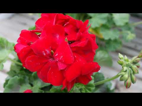 Видео: Мускатный орех (пеларгония)