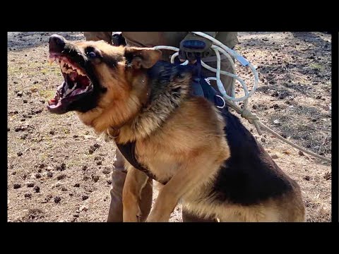 Видео: Язык тела собаки