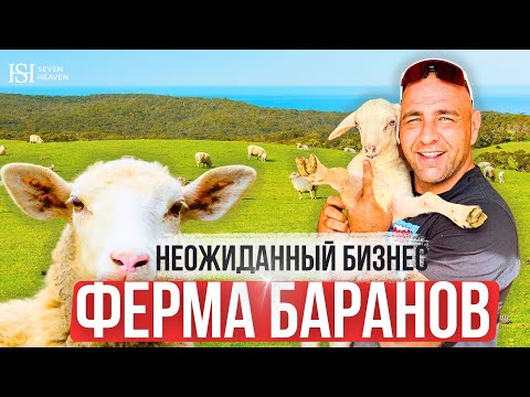 Видео: Ферма баранов на Кипре — неожиданный бизнес!