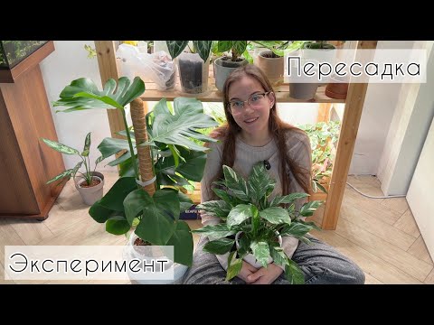 Видео: Уютная ПЕРЕСАДКА монстеры и спатифиллума | эксперимент с монстерой