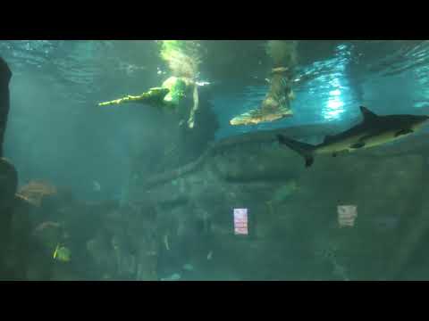 Видео: Sochi Discovery World Aquarium - большой Сочинский океанариум, русалки часть 3