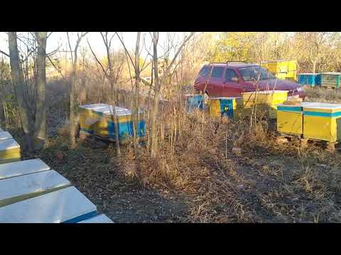Видео: начало зимовки,пчела в  клубе! О цене на мед!