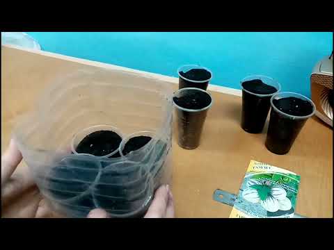 Видео: Посадка пепино// Даёшь экзотику в сад 👍