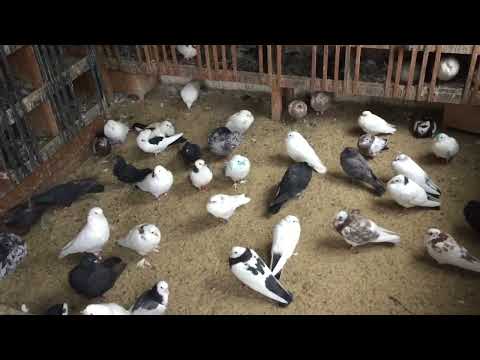 Видео: #Pigeons.Что такое хороший,сильный, слабый и больной голубь.