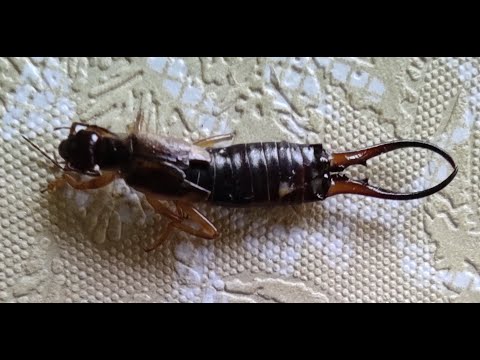 Видео: Уховёртка - вредитель пчелиной колонии!!!