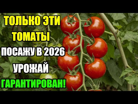 Видео: МЕГАУРОЖАЙНЫЕ ТОМАТЫ 2026 – СОБЕРЁТЕ В ДВА РАЗА БОЛЬШЕ, ЧЕМ ОБЫЧНО!