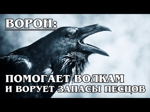 Видео: ЧЁРНЫЙ ВОРОН: Это Вам не Ворона | Интересные факты про воронов