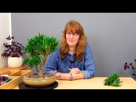 Видео: Бонсай из крассулы Коралл (ч.3).
