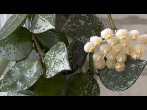 Видео: Обзор 17 Мелколистных Хойи в моём саду🌈🦋🌸