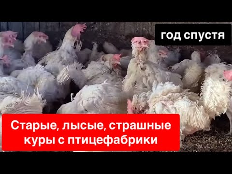 Видео: КУПИЛ ЛЫСЫХ и СТАРЫХ КУР НА ПТИЦЕФАБРИКЕ, ЧТО С НИМИ СТАЛО? 😱😱😱