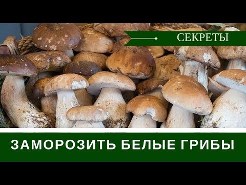 Видео: Как Заморозить Белые Грибы + Секреты Выбора При Покупке