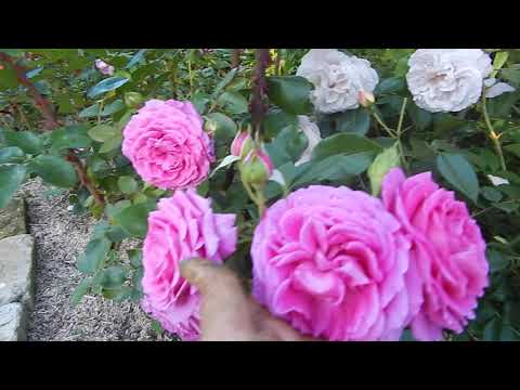 Видео: Розы в розовом полукруге-изюминка моего сада