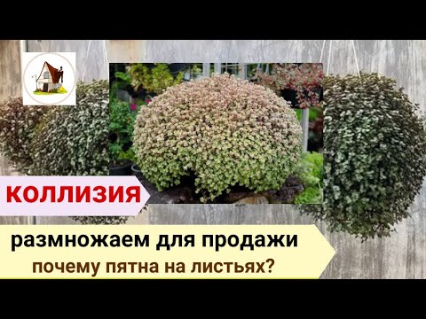 Видео: Каллизия. Зимнее черенкование. Почему пятна на листьях?