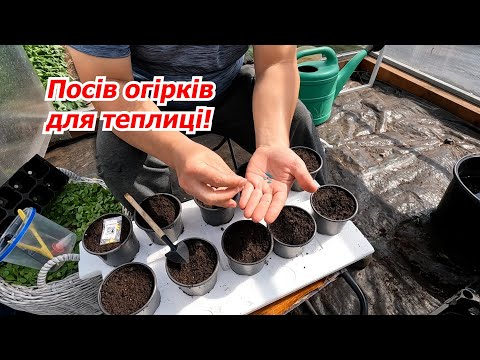 Видео: Сіємо огірки на розсаду для теплиці! Посів огірків одразу у горщики.