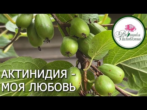 Видео: Актинидия.Такая ягода вам точно нужна