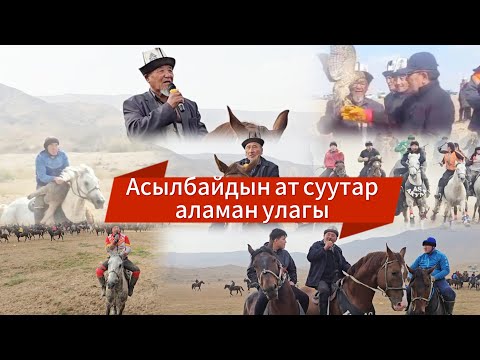 Видео: Асылбайдын ат суутар аламан улагы.01.11.2025.