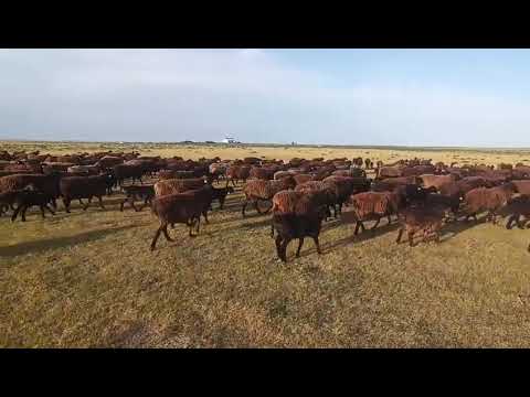 Видео: қисары порода *қозылы қойлар сатылады* . 400 қой 400 қозысымен.  87774325311.