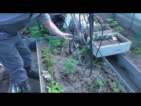 Видео: КАПЕЛЬНЫЙ ПОЛИВ в теплице ТРЕТИЙ СЕЗОН  монтаж проверка ЧЕСТНОЕ МНЕНИЕ.