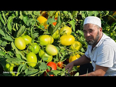 Видео: Дехконга АЛЛОХ БЕРАМАН ДЕСА хечгапмас экан.