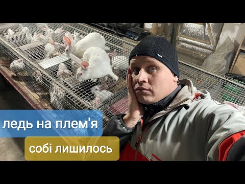 Видео: ШОК! ЦІНА НА МАКУХИ ТА ВИСІВКИ ВПАЛА? ТЕРМОНСЬКА БІЛА ЯКІ РЕМОНТНІ САМКИ ЛИШИЛИСЬ СОБІ НА ПЛЕМ'Я?
